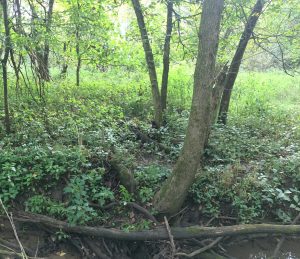 CERA Creek Area